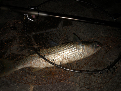 アオイソメでハネ50cm