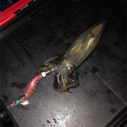 剣先イカ開幕!?大潮のナイトゲーム☆GUNNING-STYLE