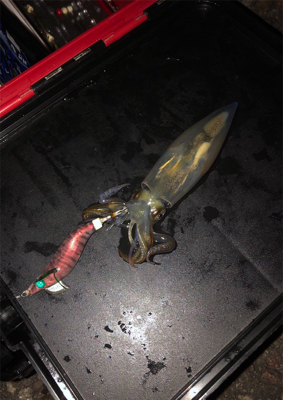 剣先イカ開幕!?大潮のナイトゲーム☆GUNNING-STYLE