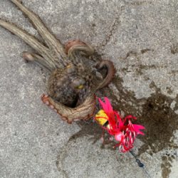 キスを狙うつもりが、、