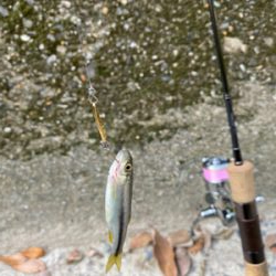 川魚 スプーン釣り