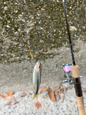 川魚 スプーン釣り
