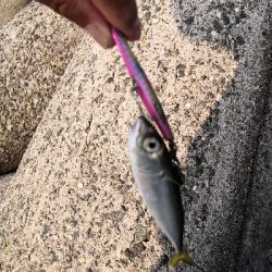 太刀魚調査は鯖祭り