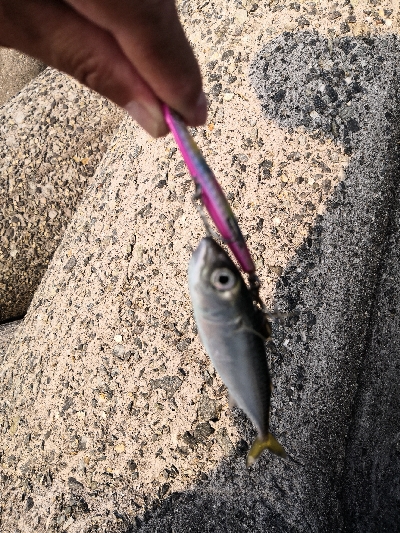 太刀魚調査は鯖祭り