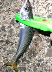 またまた記録更新