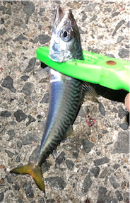 またまた記録更新