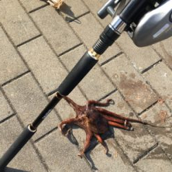 自作テンヤでタコ