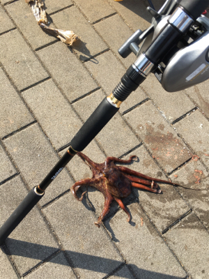 自作テンヤでタコ