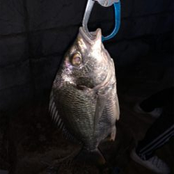 ナイトチニング