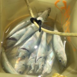 昼間のアジング