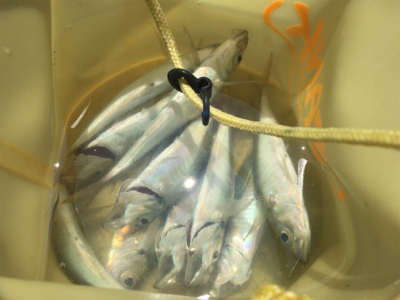 昼間のアジング