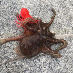 鯖、タコともに渋く。。。サビキ◎