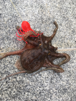 鯖、タコともに渋く。。。サビキ◎