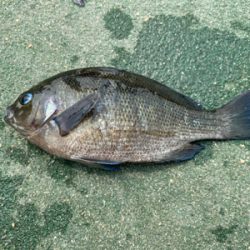 紀州釣りでチヌ