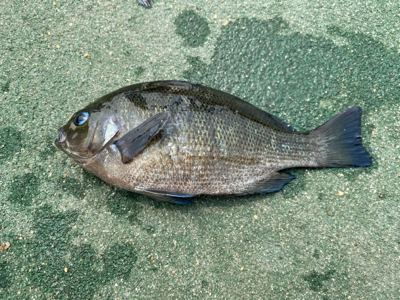 紀州釣りでチヌ