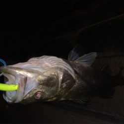 シーバスランカー手前！