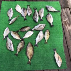 久しぶりの爆釣