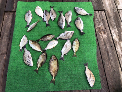 久しぶりの爆釣