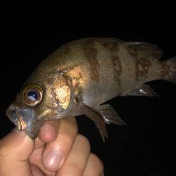 まさかのゲスト登場