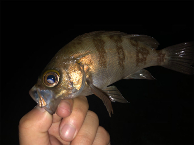 まさかのゲスト登場