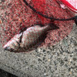 テトラでフカセ釣り