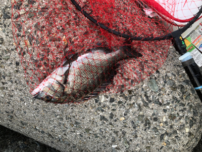 テトラでフカセ釣り