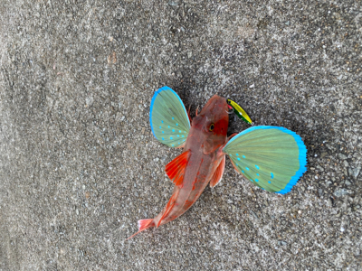 ショアジギで三目達成