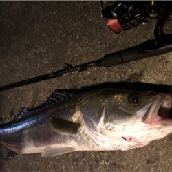 大阪シーバスパトロール