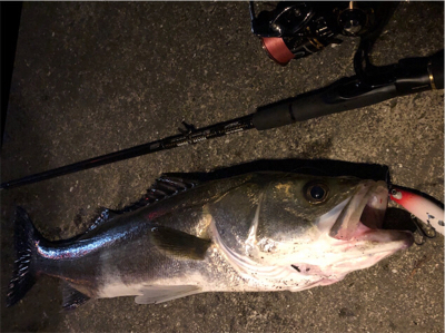 大阪シーバスパトロール