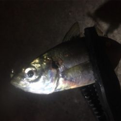 ジグ単アジング