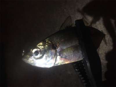 ジグ単アジング