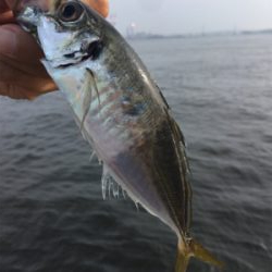 渋いながらも夏コスモ三目