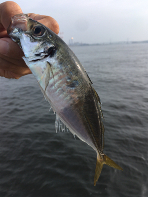 渋いながらも夏コスモ三目