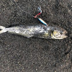 本当はフラット釣りたかったのですが。