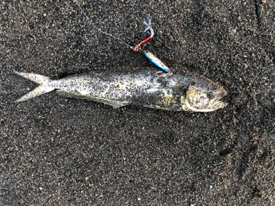 本当はフラット釣りたかったのですが。