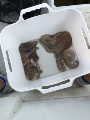 タイラバ予定が…