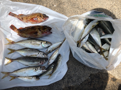 良サイズのガシラにアジ