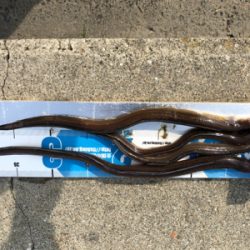 久々の投げ釣りとサビキ