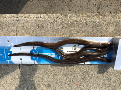 久々の投げ釣りとサビキ