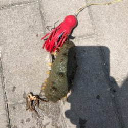 最近渋すぎるタコ