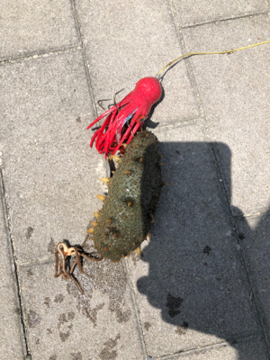 最近渋すぎるタコ