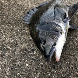 本日アタリが渋い