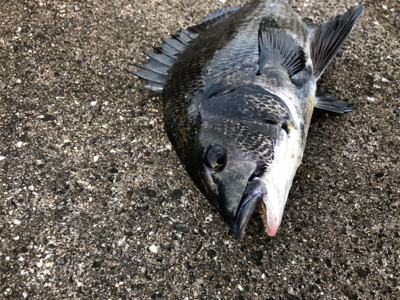 本日アタリが渋い
