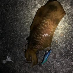 夏イカ気持ちええ