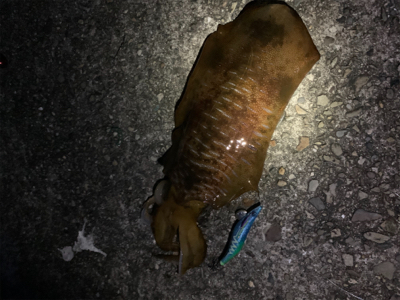 夏イカ気持ちええ