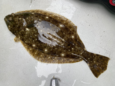 銚子外川沖、ヒラメ