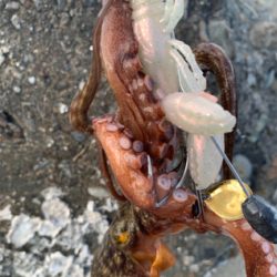 暑いけど釣れた!