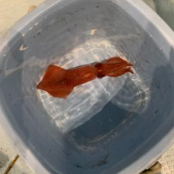 若狭湾イカメタル