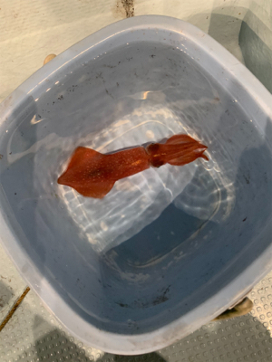 若狭湾イカメタル