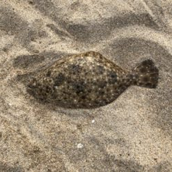 サーフヒラメ